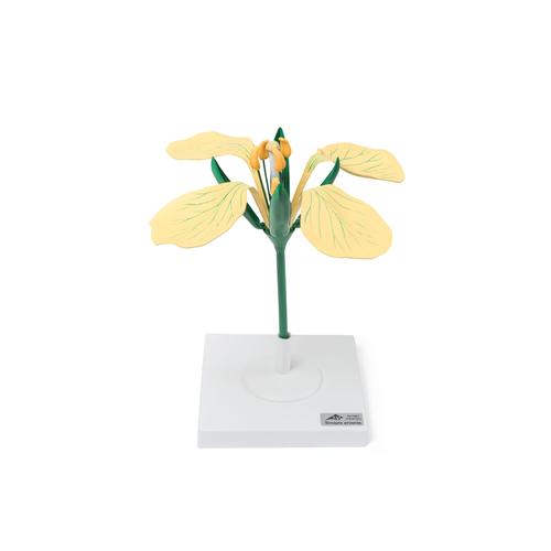 Wild Mustard Flower (Sinapis arvenis), Model, 1017831 [T210121], 쌍떡잎식물 모형