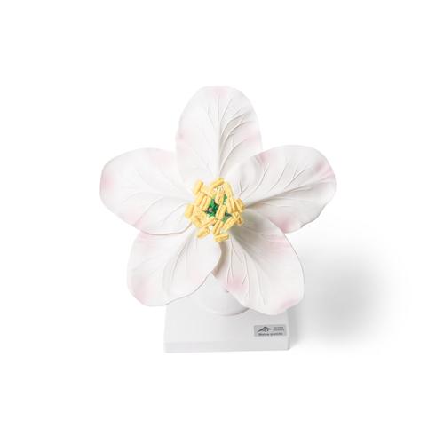 Apple Blossom (Malus pumila), Model, 1017829 [T210161], 쌍떡잎식물 모형
