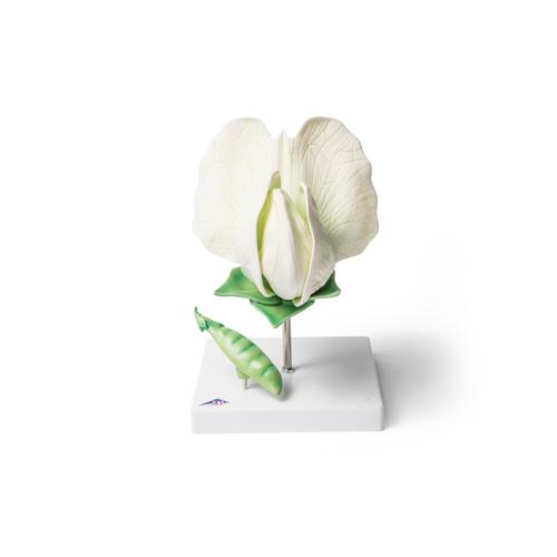 Pea Blossom (Pisum sativum), Model, 1000535 [T21026], 쌍떡잎식물 모형