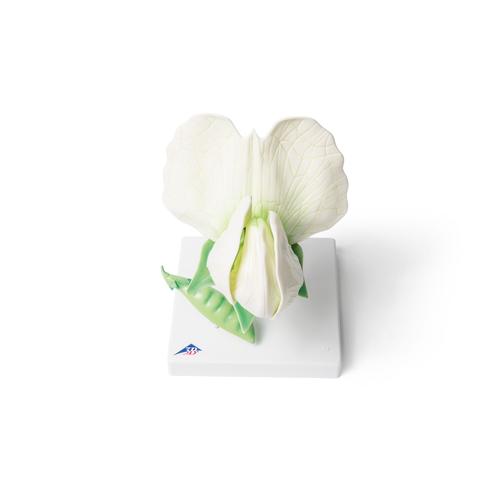 Pea Blossom (Pisum sativum), Model, 1000535 [T21026], 쌍떡잎식물 모형