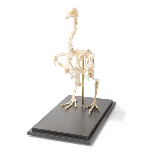 Chicken Skeleton (Gallus gallus domesticus), Specimen, 1020966 [T300021], 조류