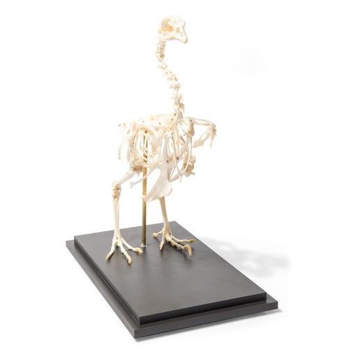 Chicken Skeleton (Gallus gallus domesticus), Specimen, 1020966 [T300021], 조류