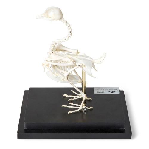 Pigeon Skeleton (Columba livia domestica), Specimen, 1020982 [T300071], 조류