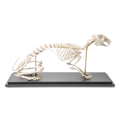 Rabbit Skeleton (Oryctolagus cuniculus var. domestica), Specimen, 1020985 [T300081], 애완 동물
