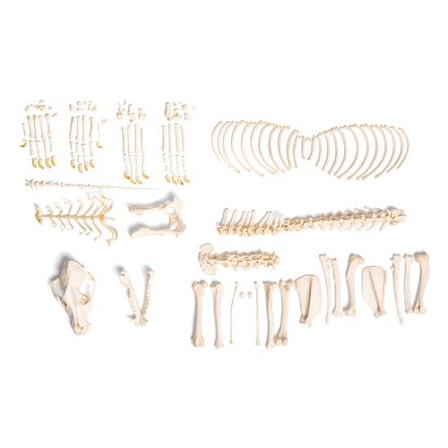 Dog skeleton (Canis lupus familiaris), size L, disarticulated, 1020993 [T300091LU], 포식동물