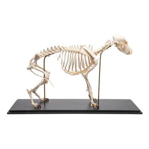 Dog Skeleton (Canis lupus familiaris), Size M, Specimen, 1020988 [T300091M], 포식동물