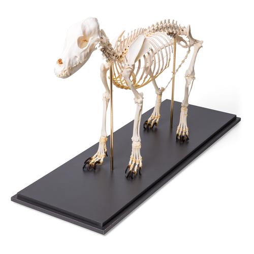 Dog Skeleton (Canis lupus familiaris), Size M, Specimen, 1020988 [T300091M], 애완 동물
