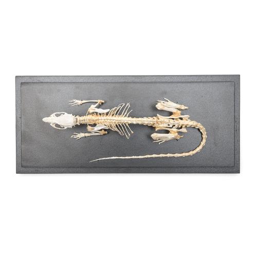 Rat Skeleton (Rattus rattus), Specimen, 1021036 [T300111], 설치류