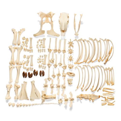 Bovine skeleton (Bos taurus), without horns, disarticulated, 1020975 [T300121w/oU], 농장 동물