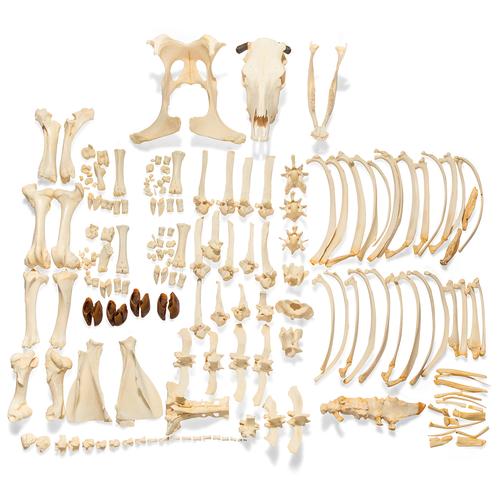 Bovine skeleton (Bos taurus), with horns, disarticulated, 1020976 [T300121wU], 골학