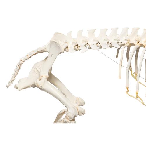 Domestic Pig Skeleton (Sus scrofa domesticus), Female, Specimen, 1020996 [T300131f], 농장 동물