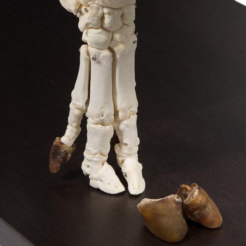 Domestic Pig Skeleton (Sus scrofa domesticus), Female, Specimen, 1020996 [T300131f], 농장 동물