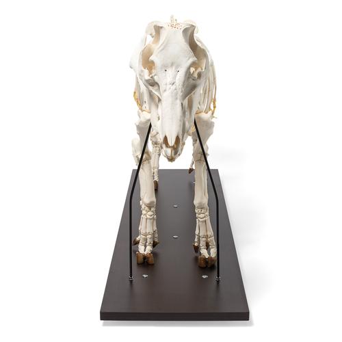Domestic Pig Skeleton (Sus scrofa domesticus), Male, Specimen, 1020998 [T300131m], 농장 동물