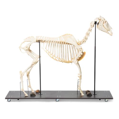 Horse Skeleton (Equus ferus caballus), Female, Specimen, 1021002 [T300141f], 농장 동물