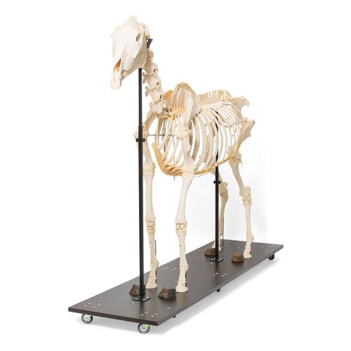 Horse Skeleton (Equus ferus caballus), Female, Specimen, 1021002 [T300141f], 농장 동물