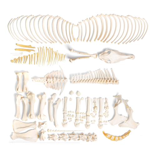 Horse skeleton (Equus ferus caballus), male, disarticulated, 1021004 [T300141fU], 골학