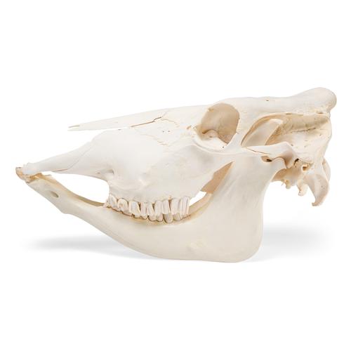 Bovine skull (Bos taurus), without horns, specimen, 1020977 [T300151w/o], 농장 동물