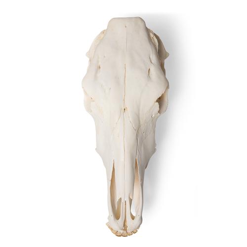Bovine skull (Bos taurus), without horns, specimen, 1020977 [T300151w/o], 농장 동물