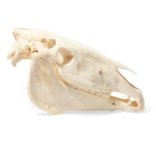 Horse Skull (Equus ferus caballus), Specimen, 1021006 [T300171], 농장 동물