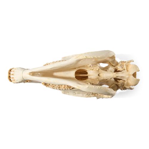 Horse Skull (Equus ferus caballus), Specimen, 1021006 [T300171], 농장 동물
