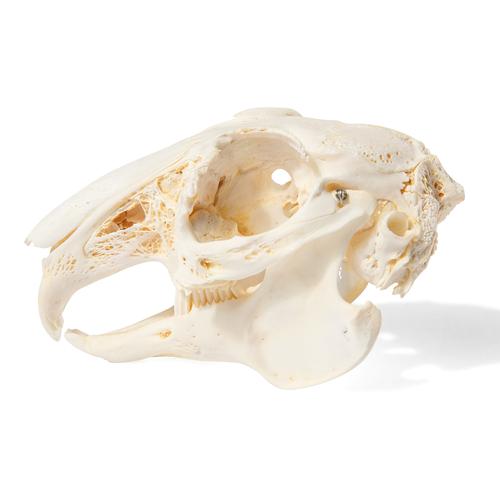 Rabbit Skull (Oryctolagus cuniculus var. domestica), Specimen, 1020987 [T300191], 애완 동물