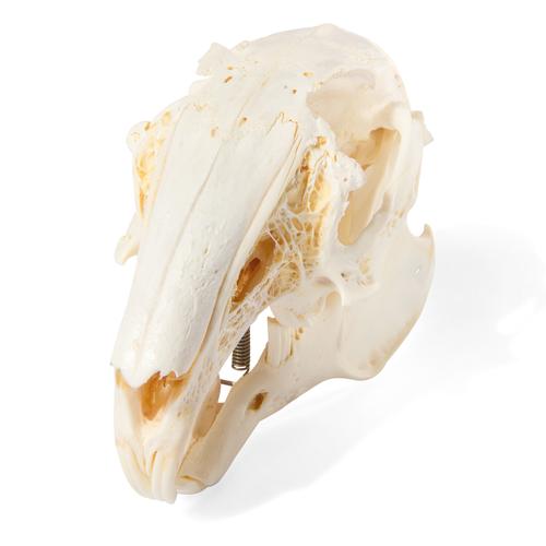 Rabbit Skull (Oryctolagus cuniculus var. domestica), Specimen, 1020987 [T300191], 애완 동물
