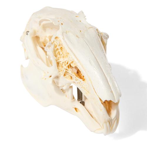 Rabbit Skull (Oryctolagus cuniculus var. domestica), Specimen, 1020987 [T300191], 치과