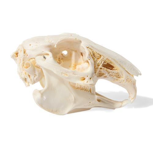 Rabbit Skull (Oryctolagus cuniculus var. domestica), Specimen, 1020987 [T300191], 설치류