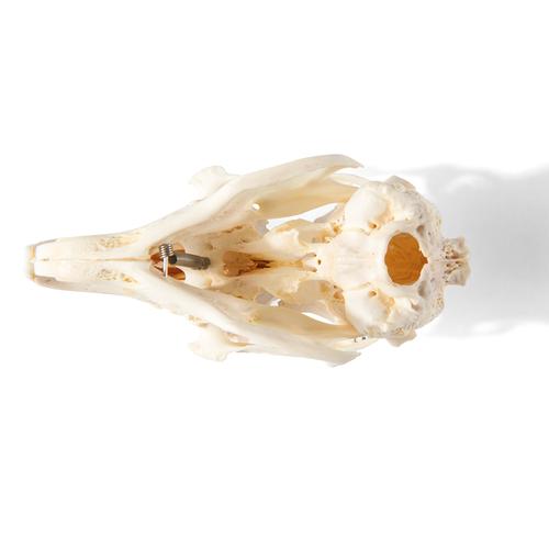 Rabbit Skull (Oryctolagus cuniculus var. domestica), Specimen, 1020987 [T300191], 치과