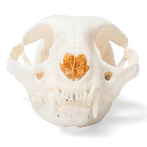 Cat Skull (Felis catus), Specimen, 1020972 [T300201], 애완 동물