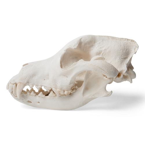 Dog Skull (Canis lupus familiaris), Size L, Specimen, 1020995 [T30021L], 치과