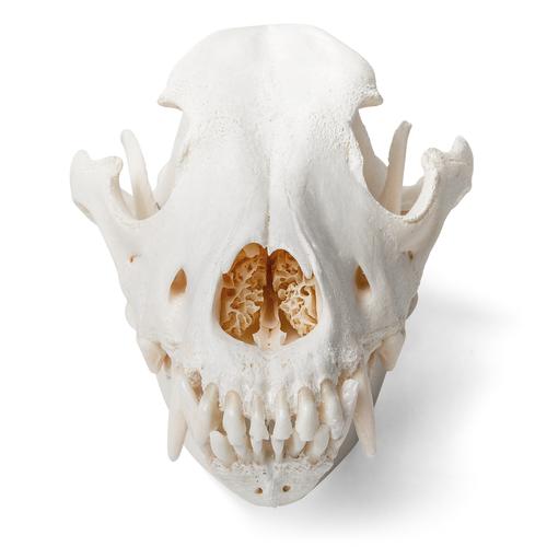 Dog Skull (Canis lupus familiaris), Size L, Specimen, 1020995 [T30021L], 포식동물