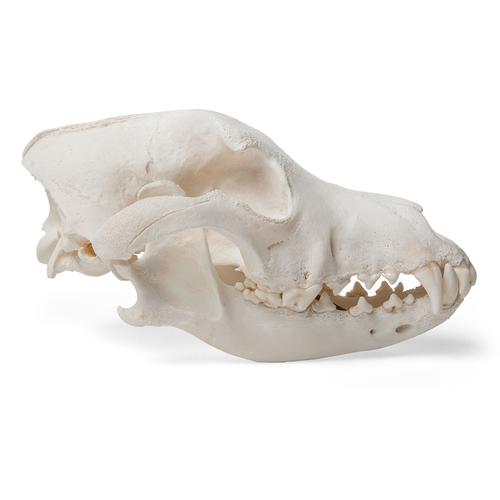 Dog Skull (Canis lupus familiaris), Size M, Specimen, 1020994 [T30021M], 포식동물