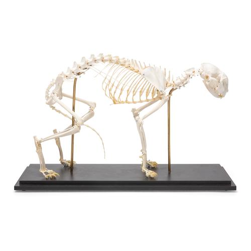 Cat Skeleton (Felis catus), Specimen, 1020969 [T300281], 포식동물