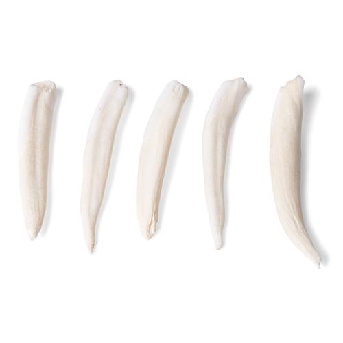 Tooth Types of Different Mammals (Mammalia), 1021044 [T300291], 비교 해부학