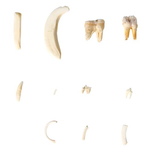 Tooth Types of Different Mammals (Mammalia), Deluxe Version, 1021046 [T300292], 비교 해부학