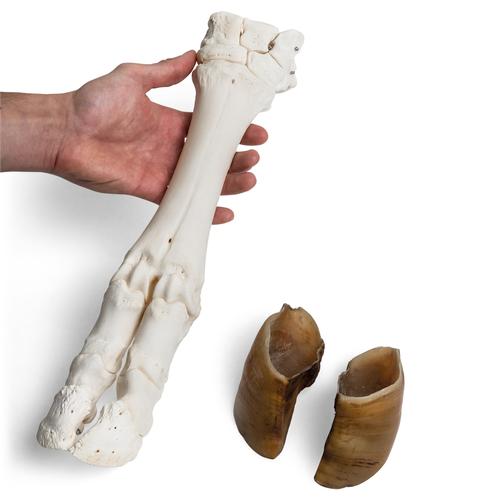 Bovine foot (Bos taurus), specimen, 1021063 [T300311], 골학