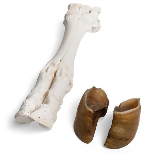 Bovine foot (Bos taurus), specimen, 1021063 [T300311], 골학