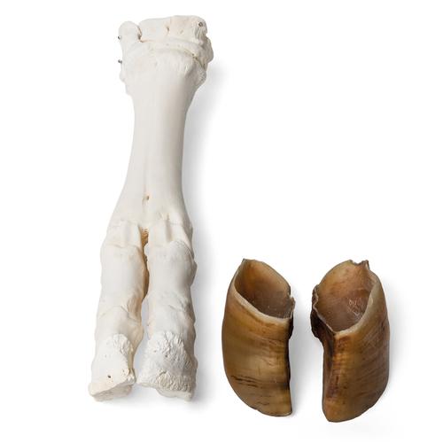 Bovine foot (Bos taurus), specimen, 1021063 [T300311], 비교 해부학