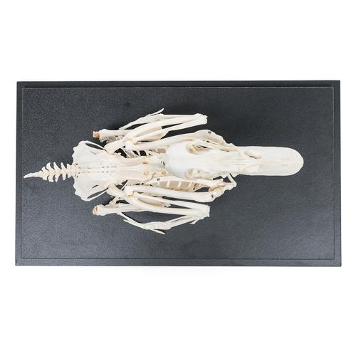 Duck Skeleton (Anas platyrhynchos domestica), Specimen, 1020979 [T300351], 조류