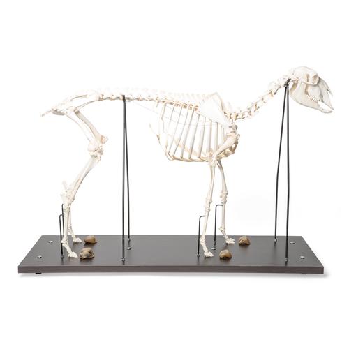 Domestic Sheep Skeleton (Ovis aries), Male, Specimen, 1021025 [T300361m], 농장 동물