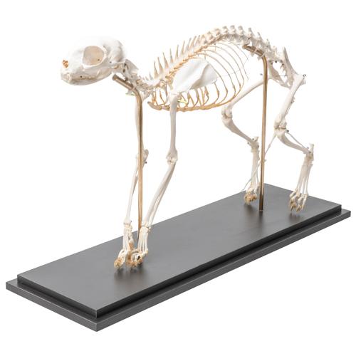 Cat Skeleton (Felis catus), Flexibly Mounted, Specimen, 1020970 [T300391], 애완 동물
