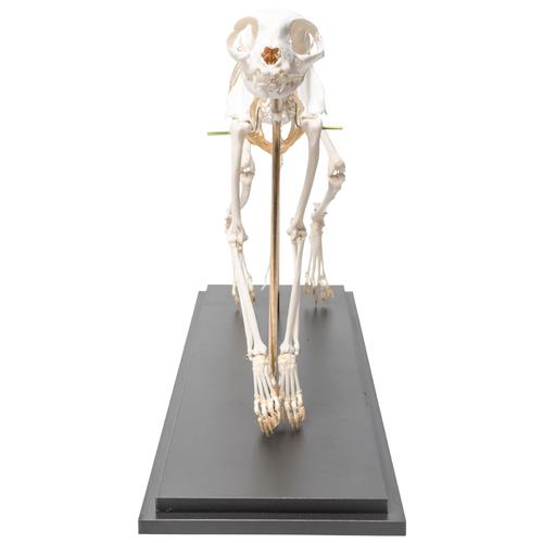 Cat Skeleton (Felis catus), Flexibly Mounted, Specimen, 1020970 [T300391], 애완 동물