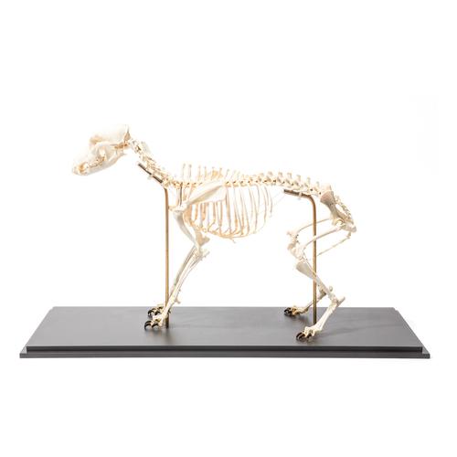 Dog Skeleton (Canis lupus familiaris), Size L, Flexibly Mounted, Specimen, 1020991 [T300401L], 애완 동물