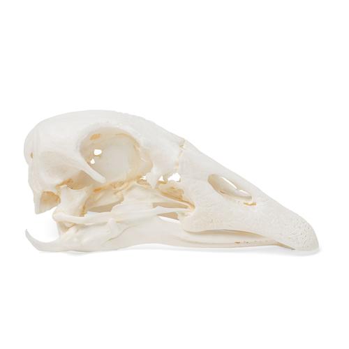 Goose Skull (Anser anser domesticus), Specimen, 1021035 [T30042], 치과