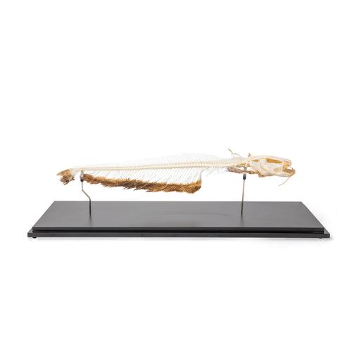 Skeleton of European Catfish (Silurus glanis), Specimen, 1020964 [T300461], 물고기