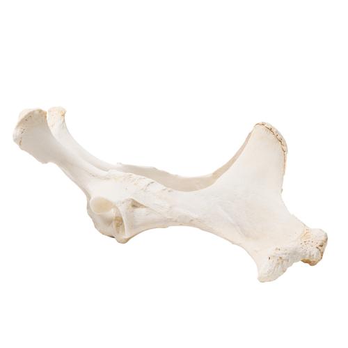 Horse (Equus ferus caballus), pelvis, 1021056 [T30060], 골학
