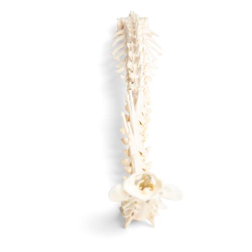 Dog (Canis lupus familiaris), spinal column, flexibly mounted, 1021057 [T30061], 애완 동물