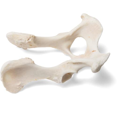 Dog (Canis lupus familiaris), pelvis, 1021062 [T30065], 골학