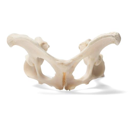 Dog (Canis lupus familiaris), pelvis, 1021062 [T30065], 골학